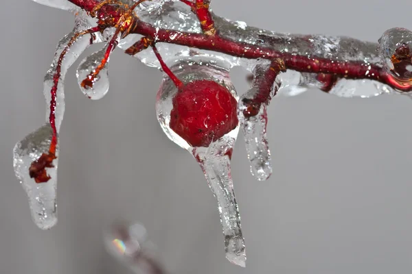 Winter Ice Storm — Stockfoto