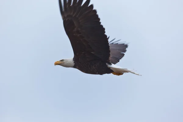 Letící orel bělohlavý — Stock fotografie