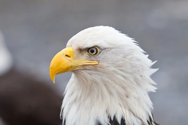 Águila calva en la cabeza — Foto de Stock