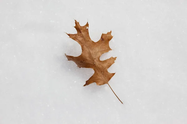 stock image Oak Leaf on Snow