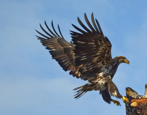 Bald Eagle Landing on Perch — Stock Photo, Image