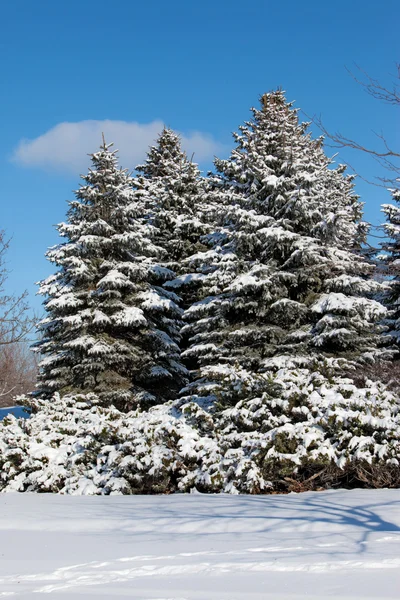 Árboles cubiertos de nieve — Foto de Stock