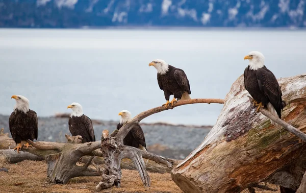 Águias carecas americanas — Fotografia de Stock