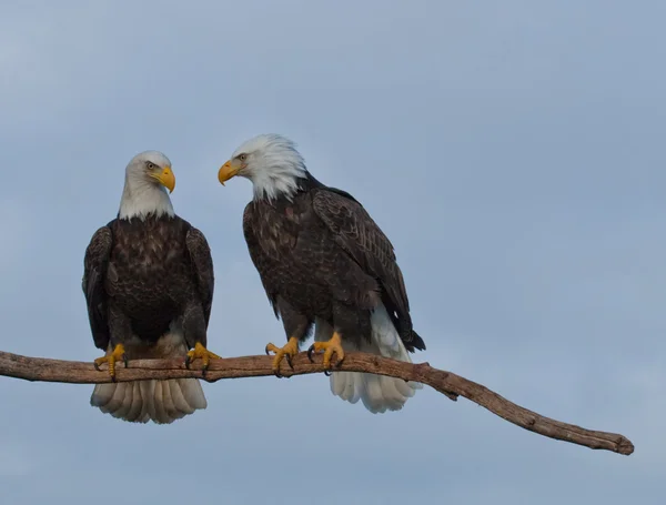 Duas águias carecas em um membro . — Fotografia de Stock