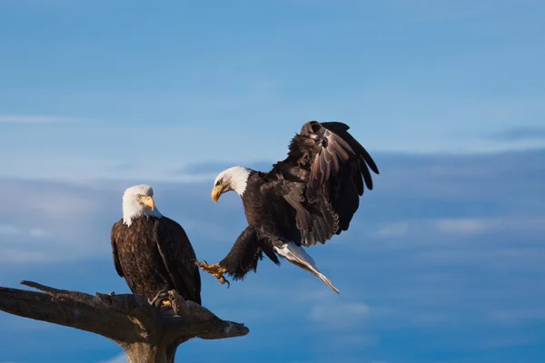 Duas águias calvas americanas — Fotografia de Stock