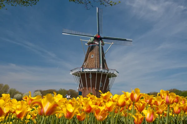 stock image Windmill with Tulips