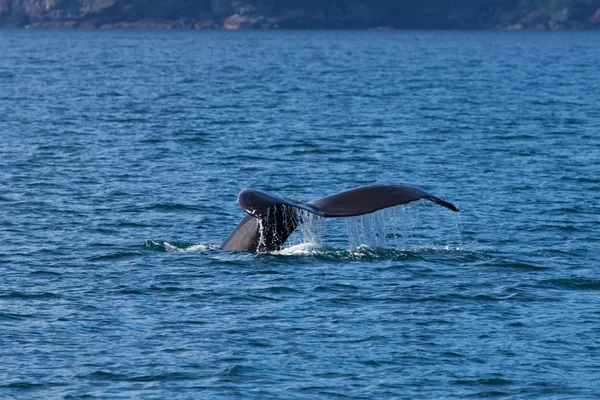 Alaskan whale staart — Stockfoto
