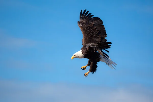 Águila volando alas se extienden — Foto de Stock