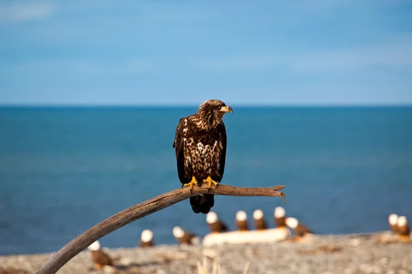 Jovem águia americana careca — Fotografia de Stock