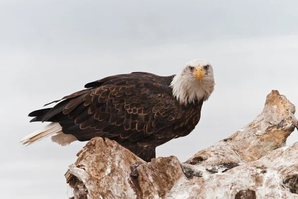 Águila calva americana Fotos De Stock Sin Royalties Gratis