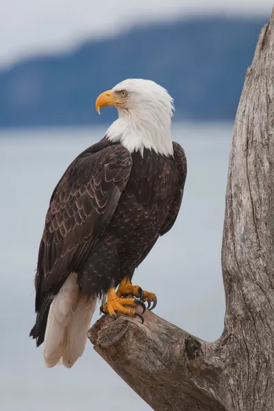 アメリカの白頭鷲 ストック写真