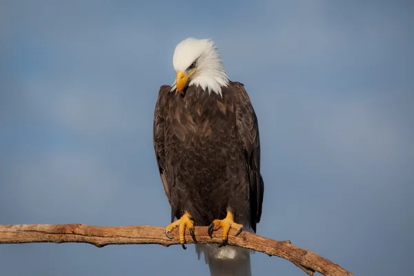 Águia careca americana Fotos De Bancos De Imagens
