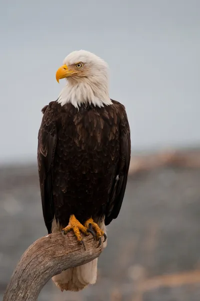 Американский белоголовый орёл Лицензионные Стоковые Фото
