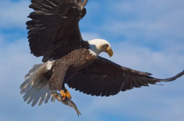 Águila calva llevando un pez Fotos De Stock