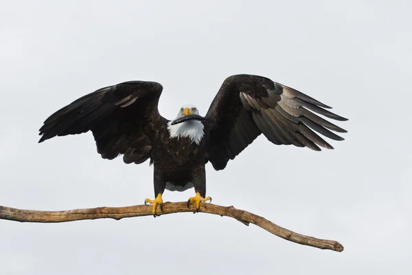 Американский лысый орёл держит рыбу Стоковое Изображение