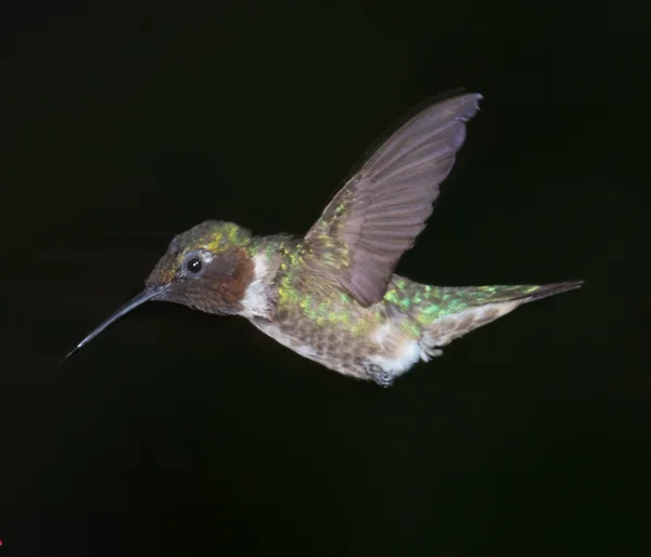 Ruby Throated Hummingbird — Stock Photo, Image