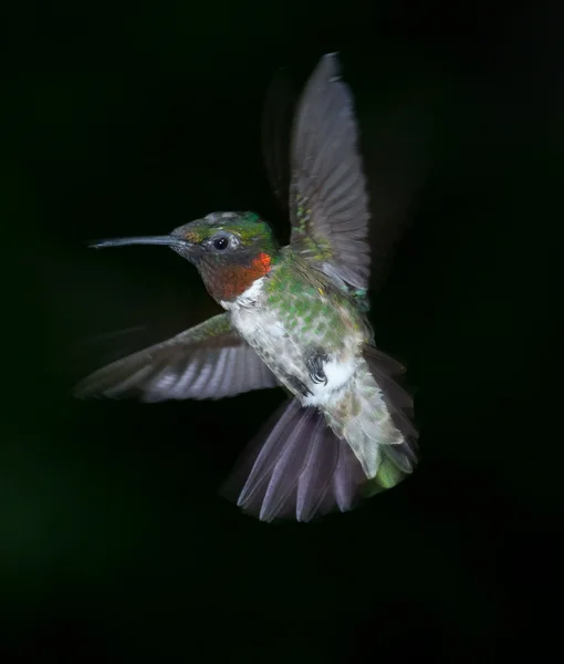 Ruby Throated Hummingbird — Stock Photo, Image