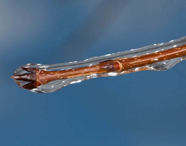 Isen täckt trädgren — Stockfoto