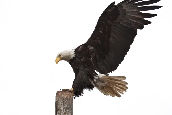 Aterragem de águia careca — Fotografia de Stock