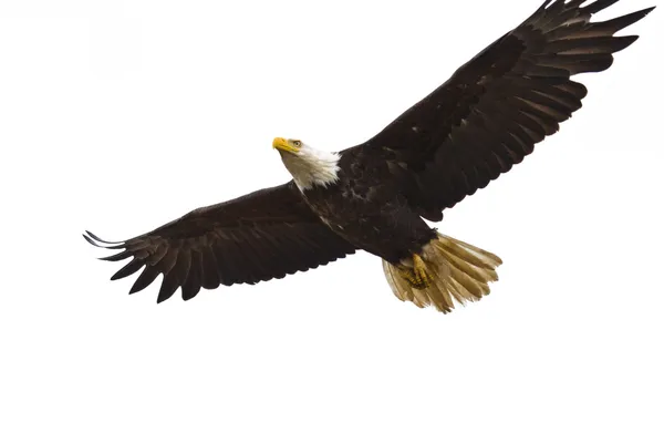 Aquila calva che vola — Foto Stock