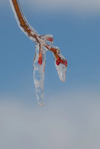 氷覆われた木の枝 — ストック写真