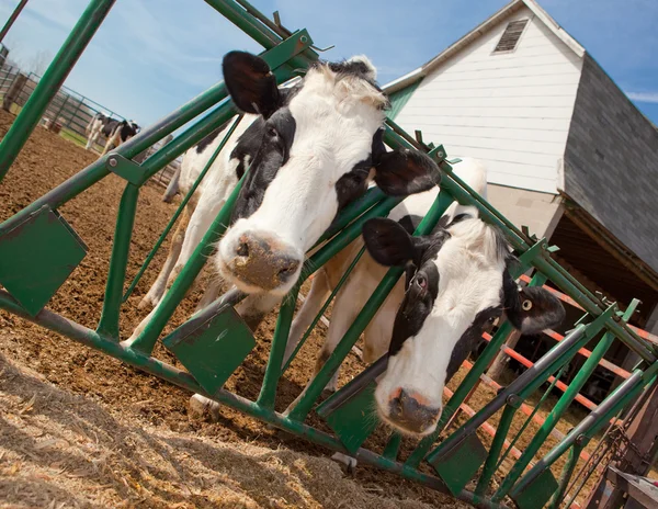 Vaca Holstein Imagen De Stock