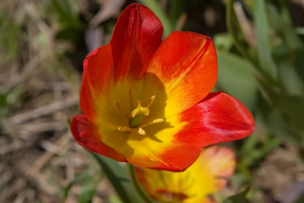 Tulipa de perto Fotos De Bancos De Imagens