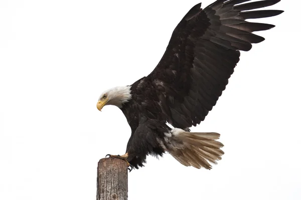 Aterragem de águia careca Fotos De Bancos De Imagens Sem Royalties