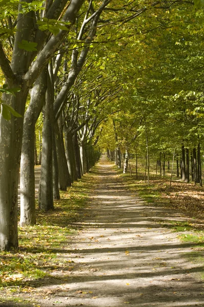 Mediterranean Walkway Forest