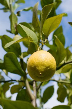 taze limon limon ağacı