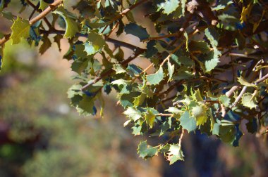 Oak young outbreaks or quercus ilex clipart