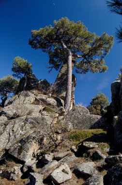 European Mediterranean pine on rock clipart