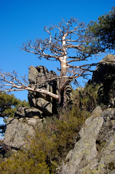 Mediterrâneo pinho morto na rocha — Fotografia de Stock