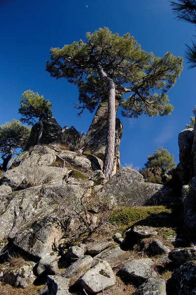 stock image European Mediterranean pine on rock