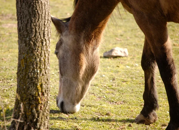 Koně jíst — Stock fotografie