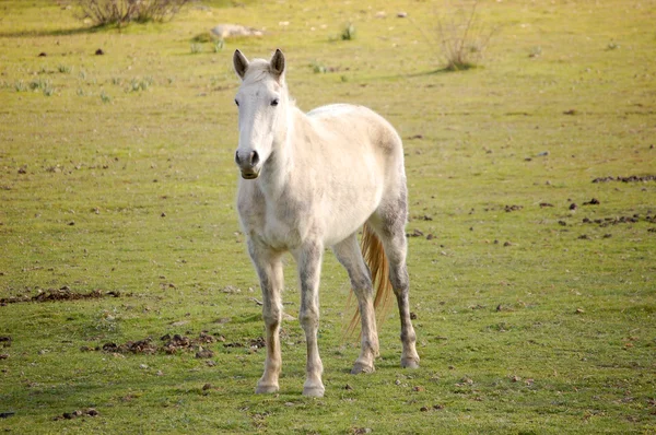 Arabian Mustang — Stock Photo, Image