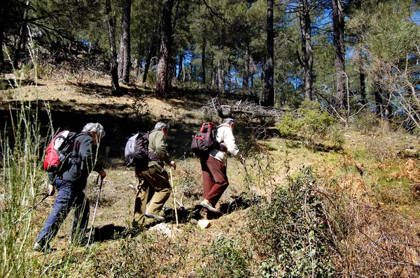 Three Elders trekking in the forest