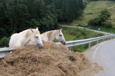 atlar. Asturias