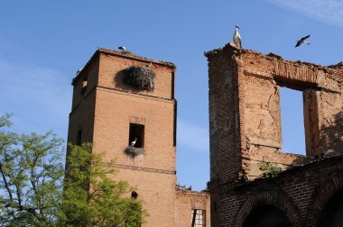 Storks in Alcalá de Henares .SPAIN clipart