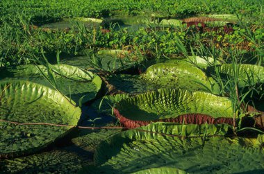 Victoria Regia..Alenquer (Amazonas) BRAZIL clipart