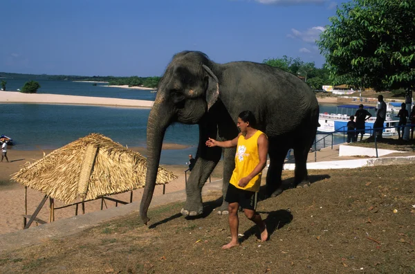 stock image Elephant river Tapajos. ALTER DO CHAO . Brazil