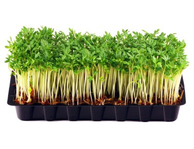 Garden cress tepsi üzerinde beyaz izole