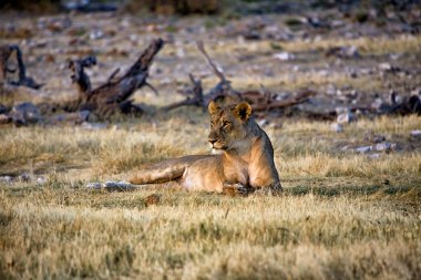 Lioness in etosha national park namibia africa clipart