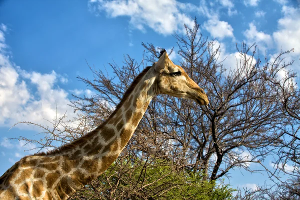 A zsiráf előtt egy fa az etosha nemzeti parkban Namíbia — Stock Fotó