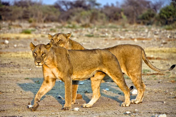 Due leonesse nel parco nazionale etosha namibia — Foto Stock