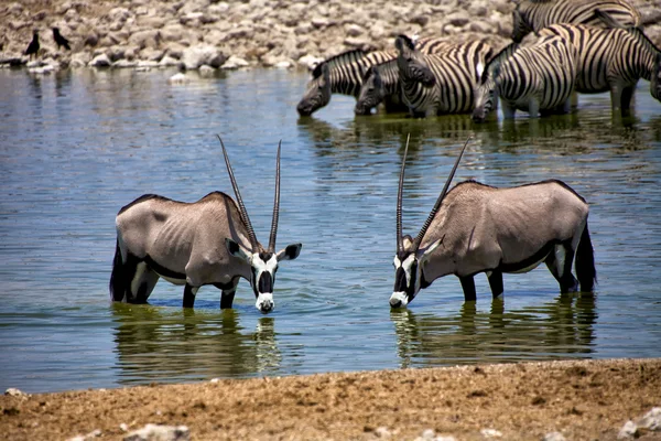 Deux oryx eau potable au parc national okaukuejo etosha — Photo