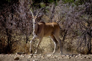 Namibya Afrika bir eland daan viljoen oyun parkı