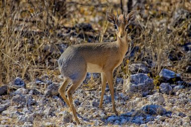 damara dik-dik etkin Milli Parkı Namibya