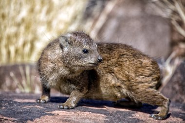 dassie kaya, titreme ağaç orman Namibya