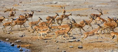 A group of blackfaced impala running away at etosha national park namibia a clipart